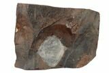 Paleocene Fossil Leaf (Cocculus) - North Dakota #189437-1